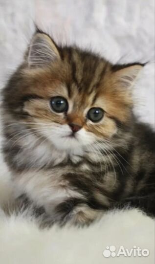 Шотландские котята