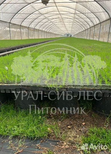 Предзаказ Горная сосна Мугус зкс сеянцы