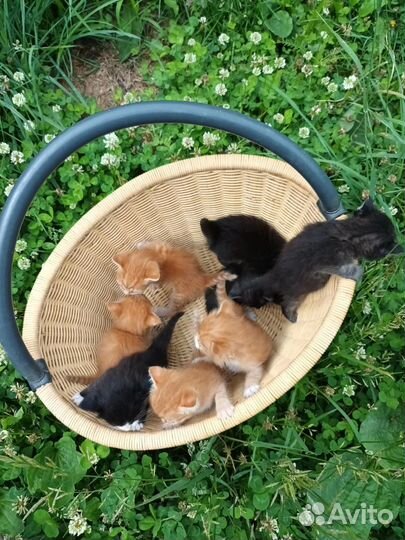 Котята в добрые руки бесплатно