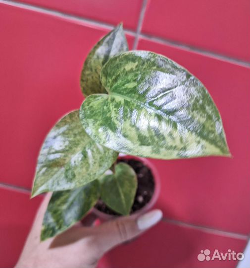 Антуриум вариегатный