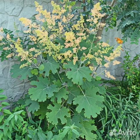 Маклея сердцевидная