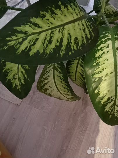 Диффенбахия