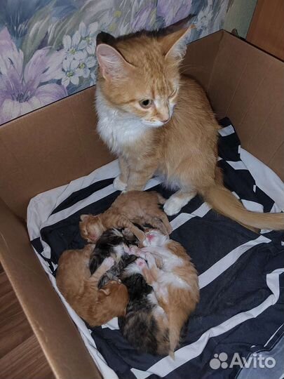 Котята в добрые руки бесплатно