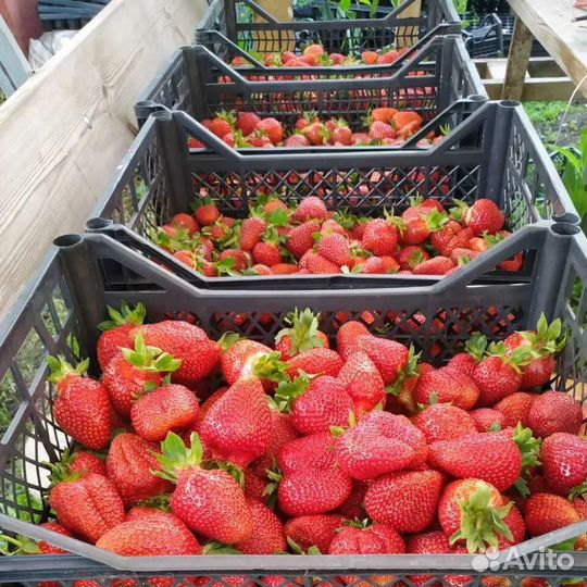 Клубника ягода