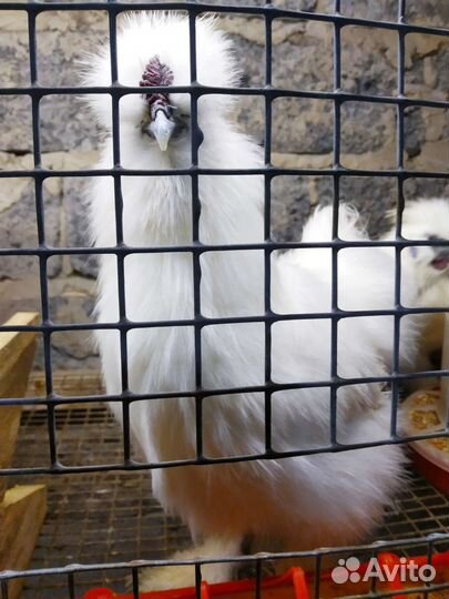 Цыплята. Петух. Курица. Китайские шелковистые