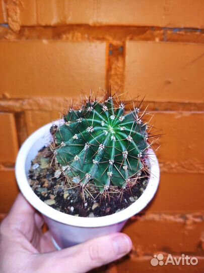 Кактус эхинопсис