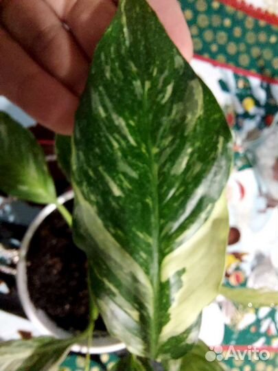 Спатифиллум домино