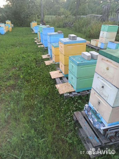 Пасека Пчелы 60шт