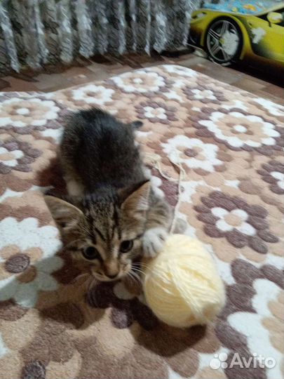 Котёнок мальчик