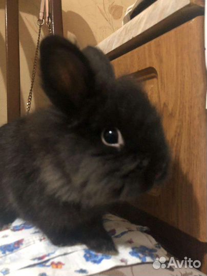 Декоративный крольчонок карлик шесть месяцев