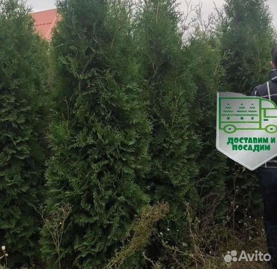 Туя Колумна