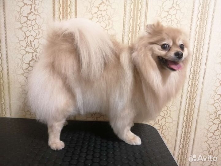 Грумер для ваших домашних любимцев