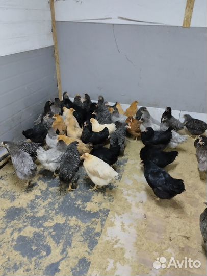 Домашние куриные яйца