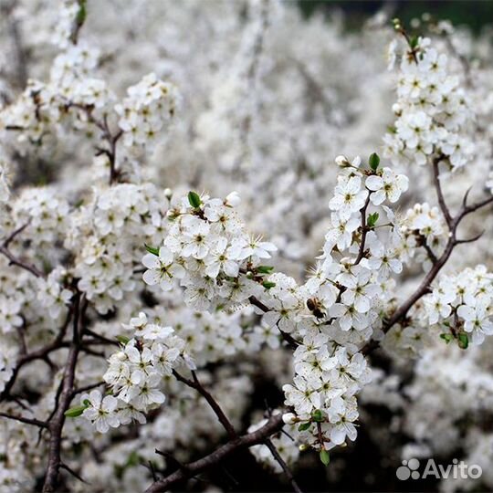 Терновник, терн, Слива колючая, Prunus spinosa. Се