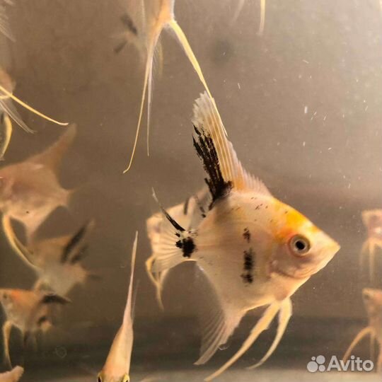 Рыбки скалярии жемчужные