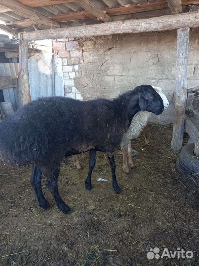 Баран на племя