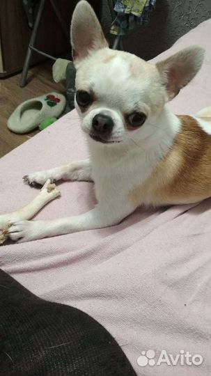Чихуахуа для вязки