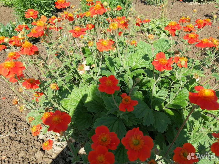 Многолетние цветы