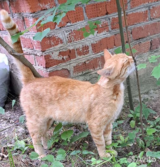 Молодой котик ищет дом