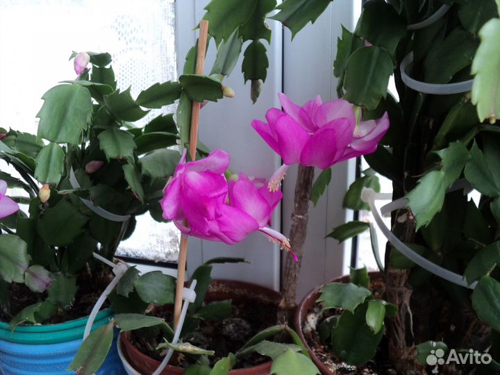 Комнатные растения