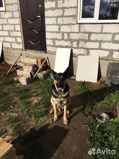 Восточноевропейская овчарка вязка