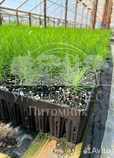 Зкс Сосна сеянцы Ели Лиственницы окс Голуб Горная