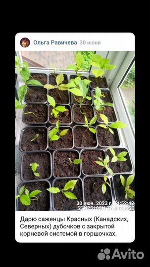 Дуб красный. Саженцы. Сеянцы