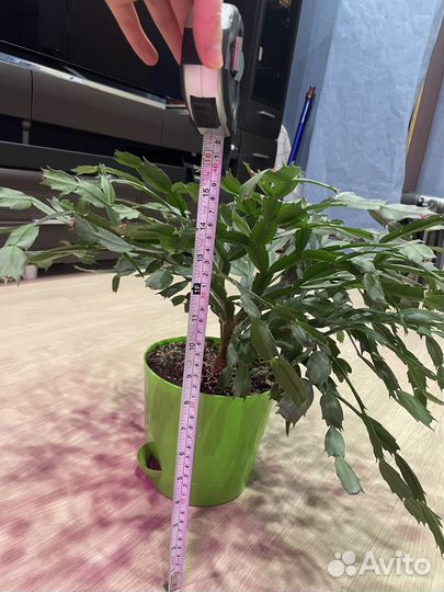 Декабрист шлюмбергера