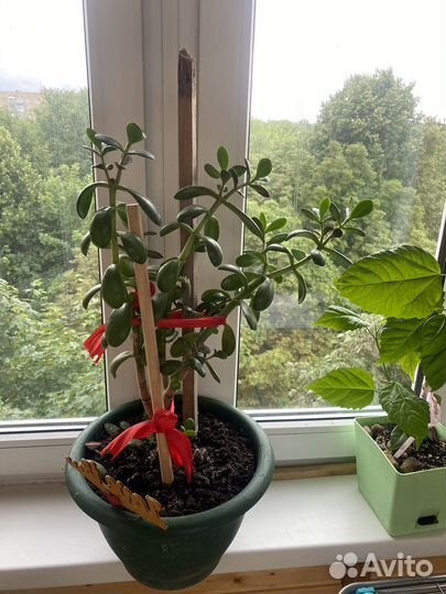 Крассула толстянка