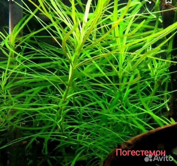 Растения,грунт и грот для аквариума