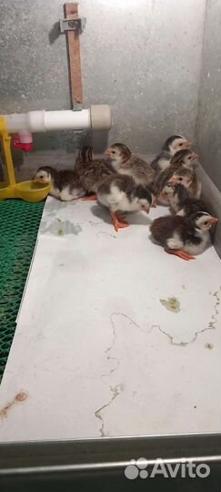 Цесарки суточные