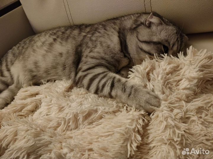 Британский кот на вязку