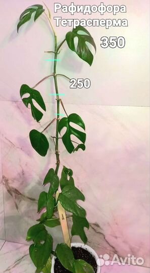 Филодендроны сортовые,сингониумы,фикус,орхидея