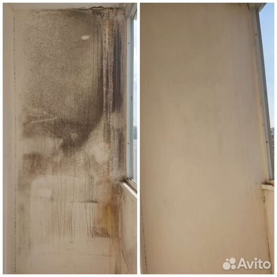 Уничтожение плесени удаление обработка от плесени