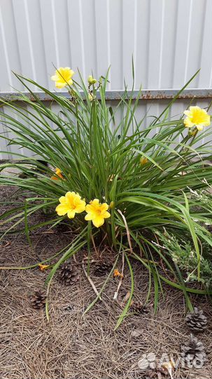 Лилейник желтый