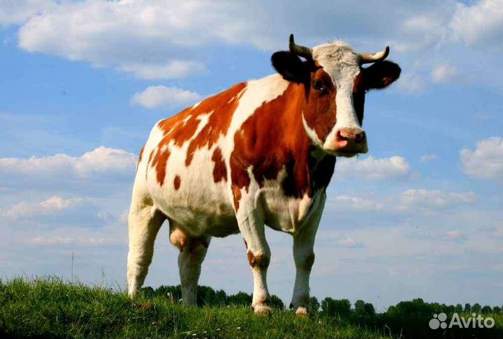 Корова молочная