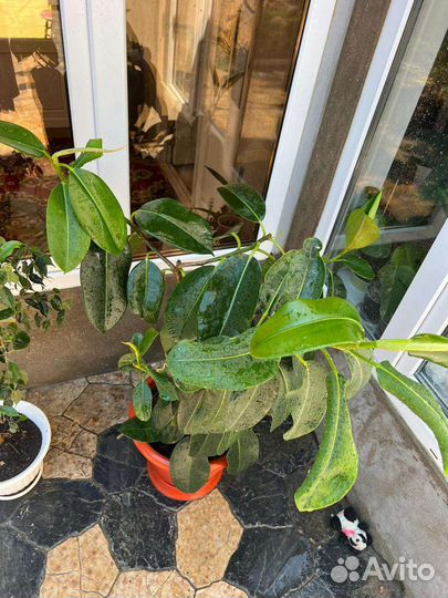 Большие цветы