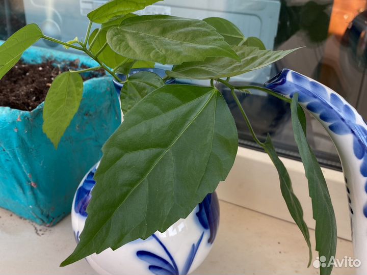 Гибискус китайская роза