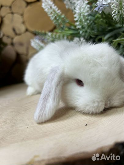 Карликовый кролик барашек вислоухий декоративный