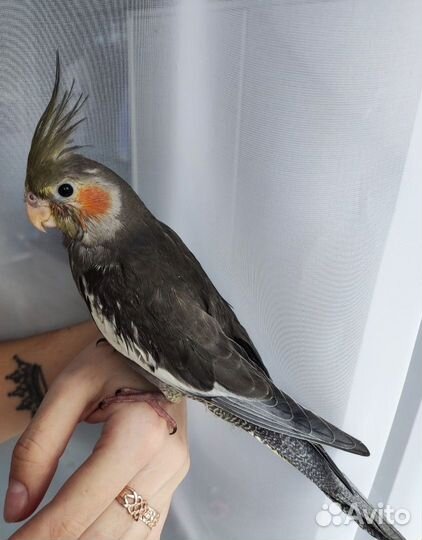 Корелла птенцы ручные