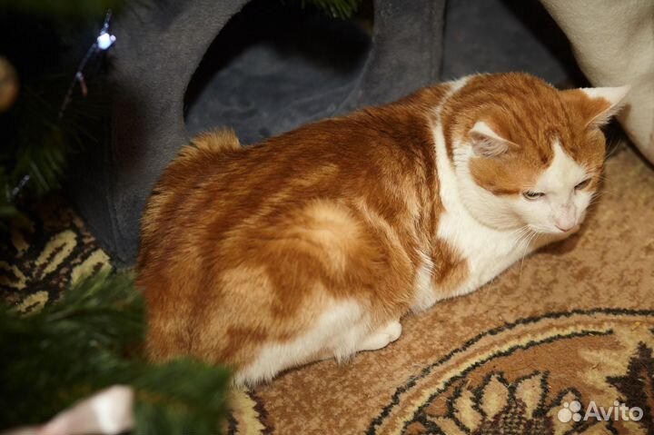 Котику нужен очень дом