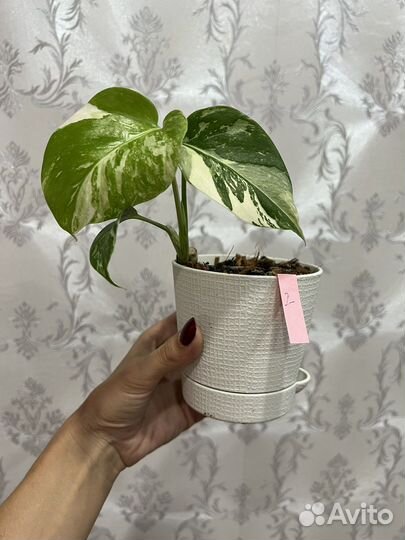 Монстера альба