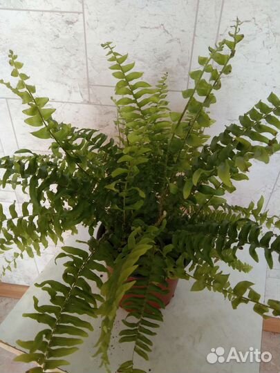 Папоротник Нефролепис