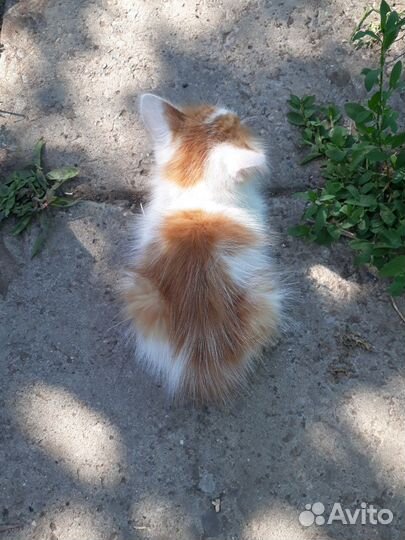 Котенок (мальчик)