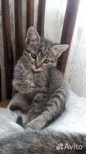 Сестричке и братику нужен дом