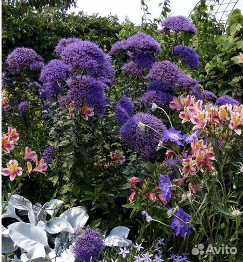 Трахелиум семена