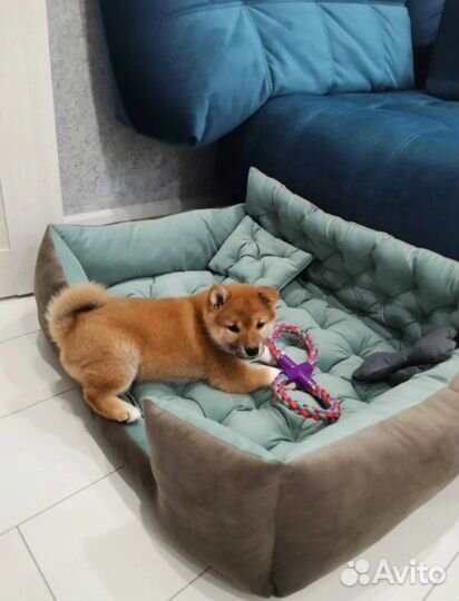 Диван для животных