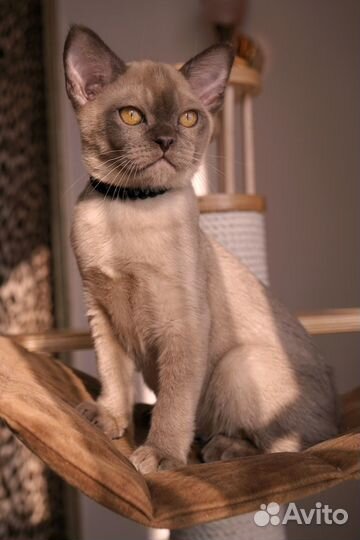 Европейская бурма котенок