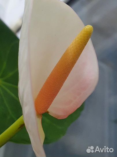 Антуриум безымянный