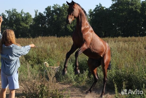 Лошадь жеребец